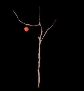 André Che Isse L'ALBERO DI MELA